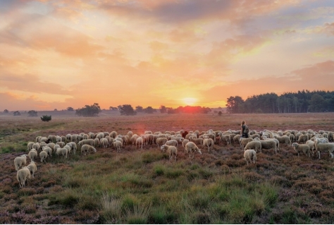 Vakanties van Nederlanders: Veluwe weer op positie 1 