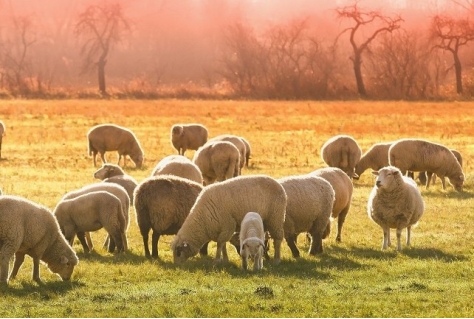 Congres Natuurlijk Ondernemen