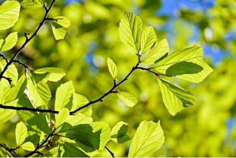 Bedrijfssucces zorgt voor snel bereik mijlpaal 1 miljoen geplante bomen