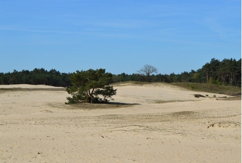 Gelderland en Rijk investeren 25 miljoen in balans toerisme en natuur op de Veluwe