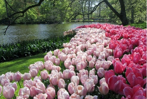 Keukenhof verwacht 800.000 bezoekers in 2021