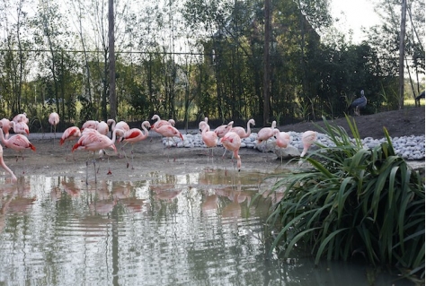 ZooParc Overloon investeert in nieuw expeditiedeel