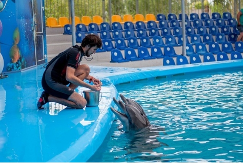 Dolfinarium krijgt tik op de vingers van Visitatiecommissie Dierentuinen