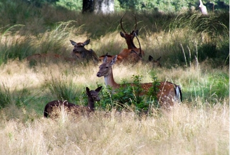 Veluwse recreatieondernemers aan de slag met het versterken van de biodiversiteit 