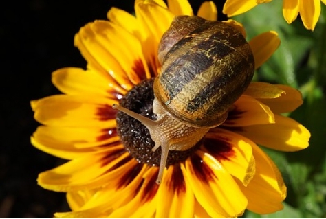 Naturalis en IUCN organiseren Groene Verkiezingsdebat