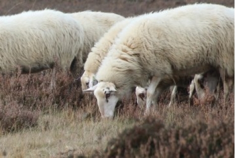 Vitale vakantieparken komen in actie voor biodiversiteit Veluwe