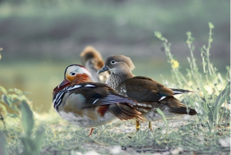 Waterdunen vanuit het perspectief van natuurbeheer