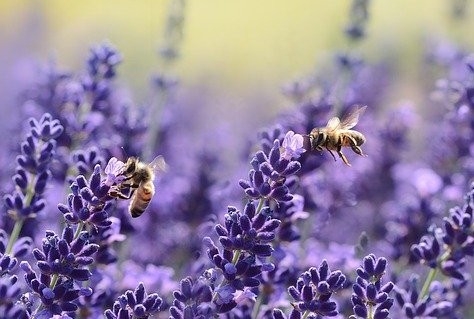 Kleurrijk initiatief: bloemenlint van Mook tot Maastricht