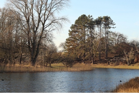 Amsterdamse Bos: asfalt eruit bomen erin