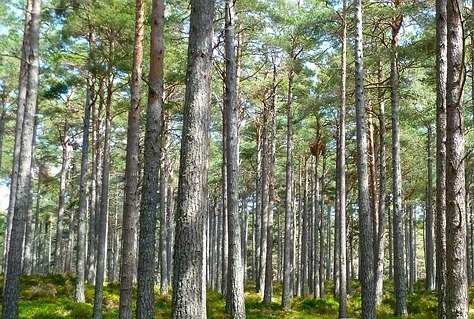 Flevoland krijgt 1700 hectare bos erbij door echte Bossenstrategie