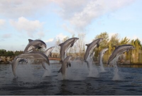 Dolfinarium verkoopt 12 dieren om rest meer ruimte te geven