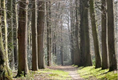 Landgoed Anderstein verliest maar wint ook nieuwe natuur