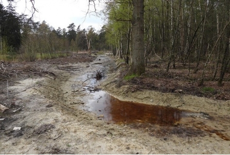 Landschap Overijssel maakt recreatiegebieden robuuster tegen klimaatverandering