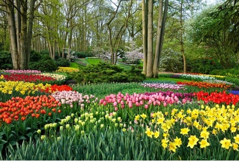 Keukenhof laat maximaal 45.000 bezoekers per dag toe