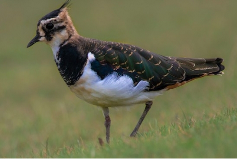 Rotterdam heeft ambities in recreatie en herstelt meteen natuur