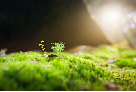 Landal GreenParks en Meer Bomen Nu samen in actie voor klimaat