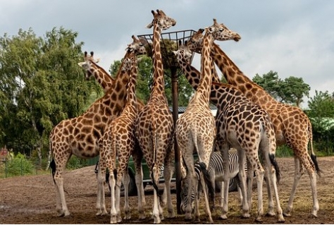 Safari Resort Beekse Bergen ontvangt lening van Brabant voor uitbreiding