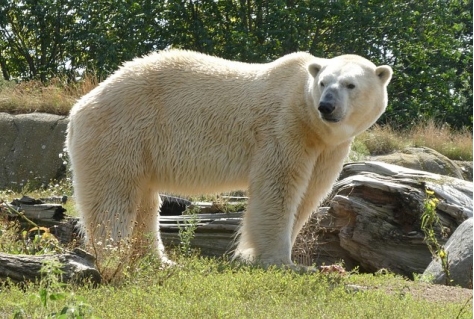 ANWB Leukste uitje van NL is 3x een dierenpark