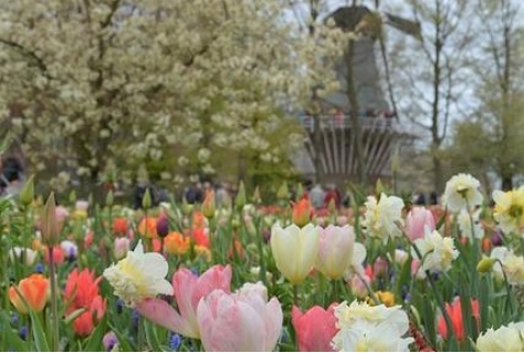 Keukenhof trekt in 2022 1,1 miljoen mensen