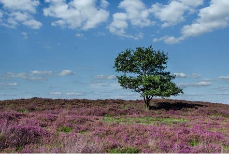 64 natuurorganisaties vragen kabinet om focus op natuurherstel