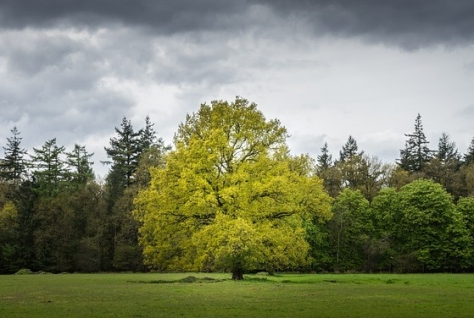 1500 hectare bos erbij in Utrecht en bomen verplaatsen