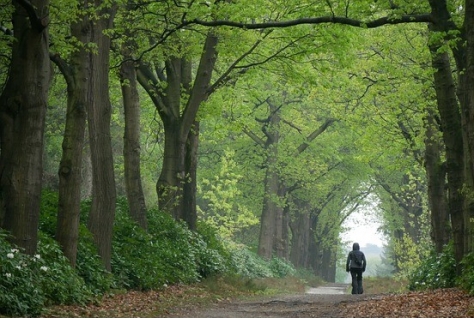 Nieuwe subsidie voor nieuw bos in Overijssel