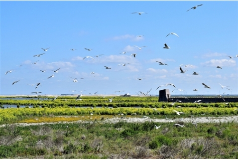 Steeds meer dieren en planten op Marker Wadden