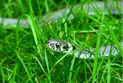 Natuurherstel Grebbelinie wandelpaden tijdelijk dicht