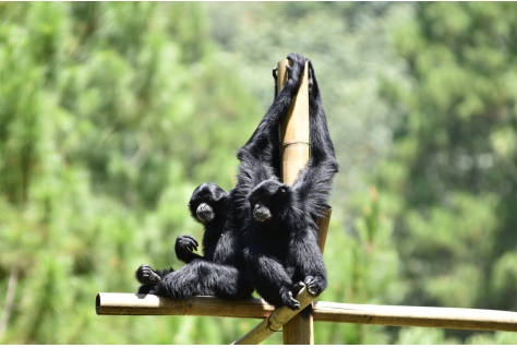 DierenPark Amersfoort Wildlife Fund haalt recordbedrag op