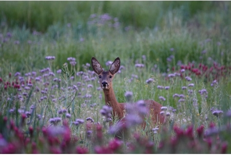 Werkzaamheden in Wolfheze voor betere balans tussen natuur en recreatie 