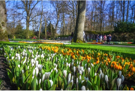 De lente is begonnen, Keukenhof is weer open