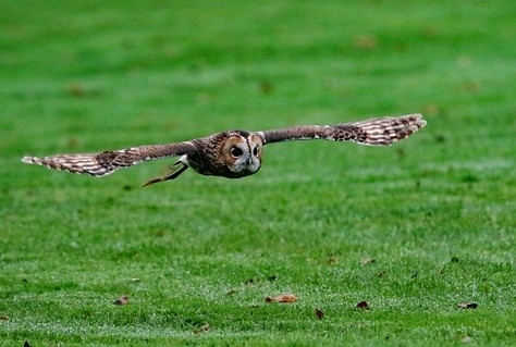 Utrechts Landschap maakt oase van rust tussen snelwegen