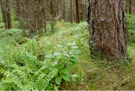 Gebrekkige financiering Staatsbosbeheer gaat ten koste van recreatie