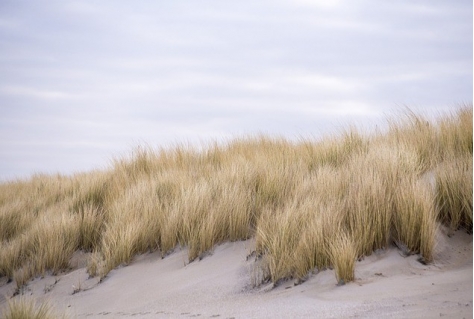 Start herstel natuur in Haagse duinen