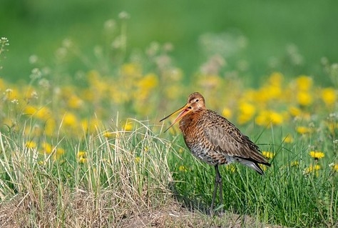 EU Natuurherstelwet aangenomen en dat wordt een grote uitdaging