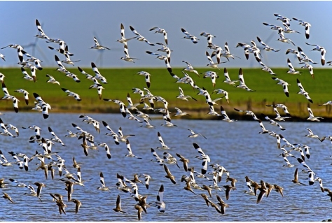 Visit Wadden roept op om drones thuis te laten bij bezoek aan Waddengebied