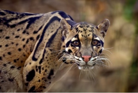 ZooParc Overloon bouwt verblijf voor nieuwe diersoort: nevelpanters