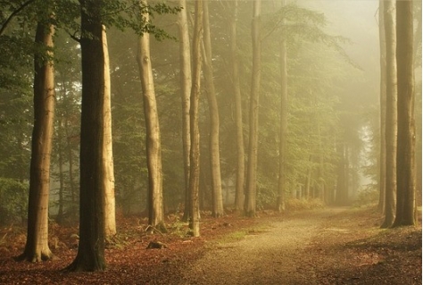 Ambitie Utrechts Landschap 10.000 bomen planten