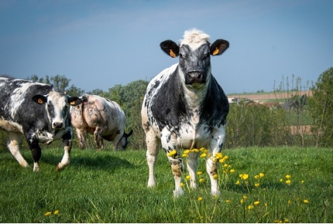 Streekproducten en agrotoerisme voor een vitaal landelijk gebied