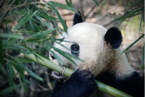 Ouwehands blij met geboorte reuzenpanda