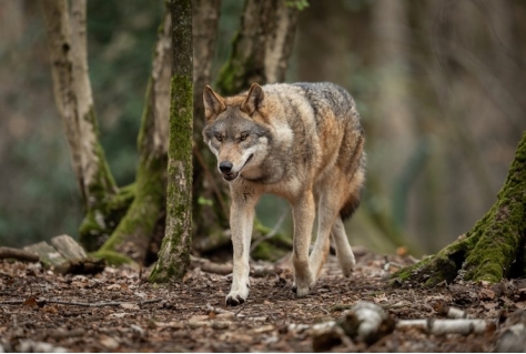 Recreatiegebied afgesloten vanwege incidenten met wolf