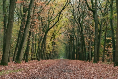 Thijmense Berg mag verder met uitbreidingsplannen