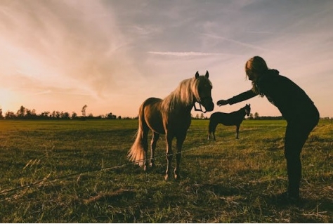 FarmCamps zet sterker in op online en digitale marketing