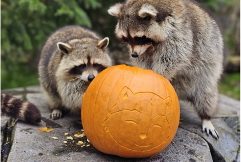 Pompoenen Halloween Slagharen naar Wildlands 