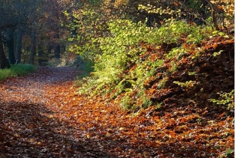 Nieuwe natuur bij Schokeiland