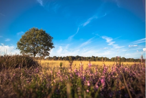 Commissie voor natuurherstel opgericht