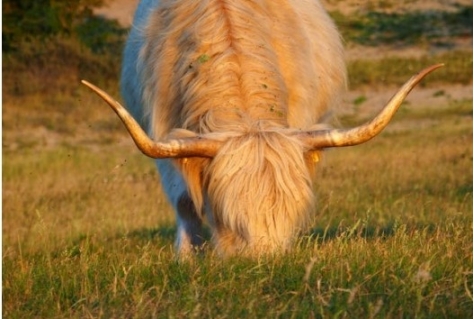 Grote zorgen om stopzetten natuurherstel in Noord-Holland