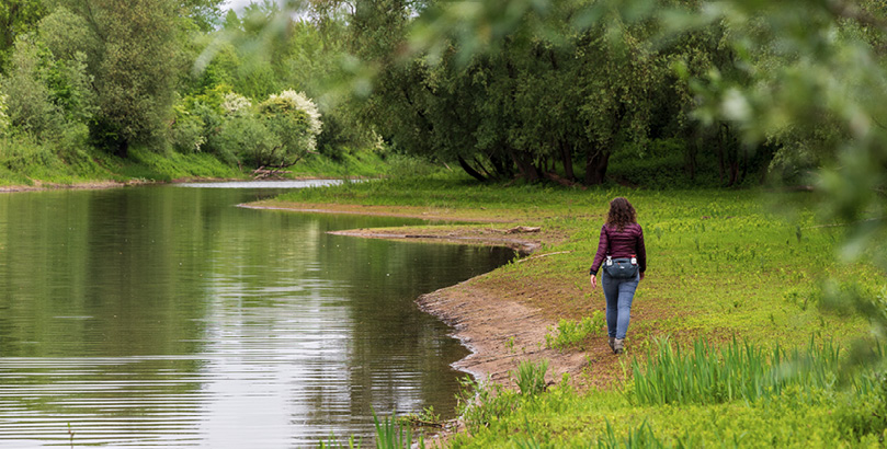 Millingerwaard, een uiterwaard met ooibossen, moerassen, kruidenrijke graslanden, plassen en rivierduinen in Berg en Dal, is een prachtig wandelgebied. Foto: David Brand.