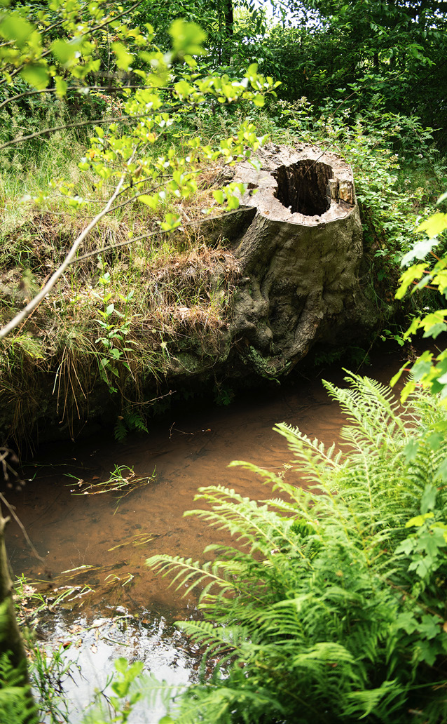 Water, zoals hier een beek, zorgt voor de versterking van de biodiversiteit.