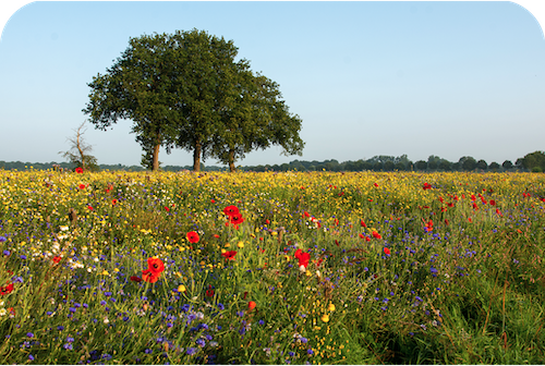 Veel kleuren in het voorjaar bij de wandelroute bij Etten-Leur, de Pannenhoef.